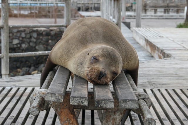 Try to say what this seal did yesterday using Serbian past tense!