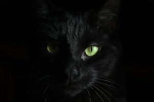 A black cat is one of the most famous Serbian superstitions, just like it's famous worldwide.