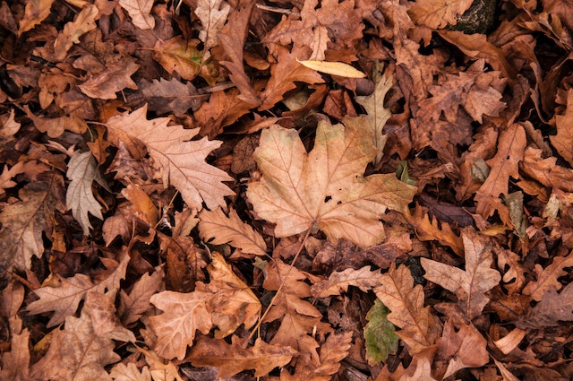 Dry leaves on the ground.
(If you're learning Serbian language, remember that this picture represents "lišće"!)