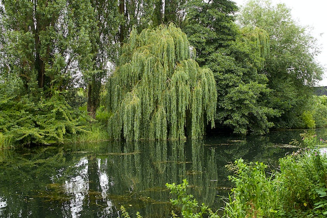 A willow tree above the river.
(Learning Serbian language's idioms: No grapes here!)

