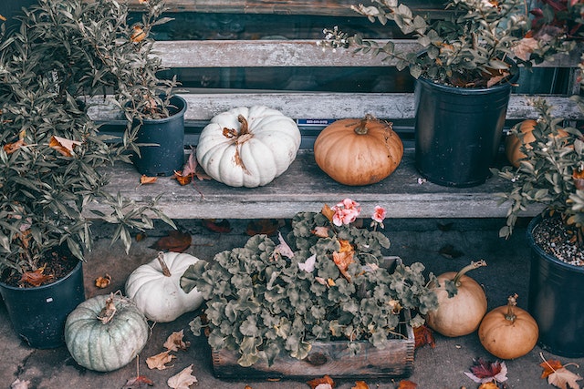 Pumpkins and house plants on a wooden bench.