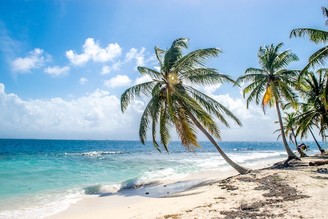 A beach, blue sky, and four palm trees.